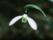 Galanthus caucasicus
